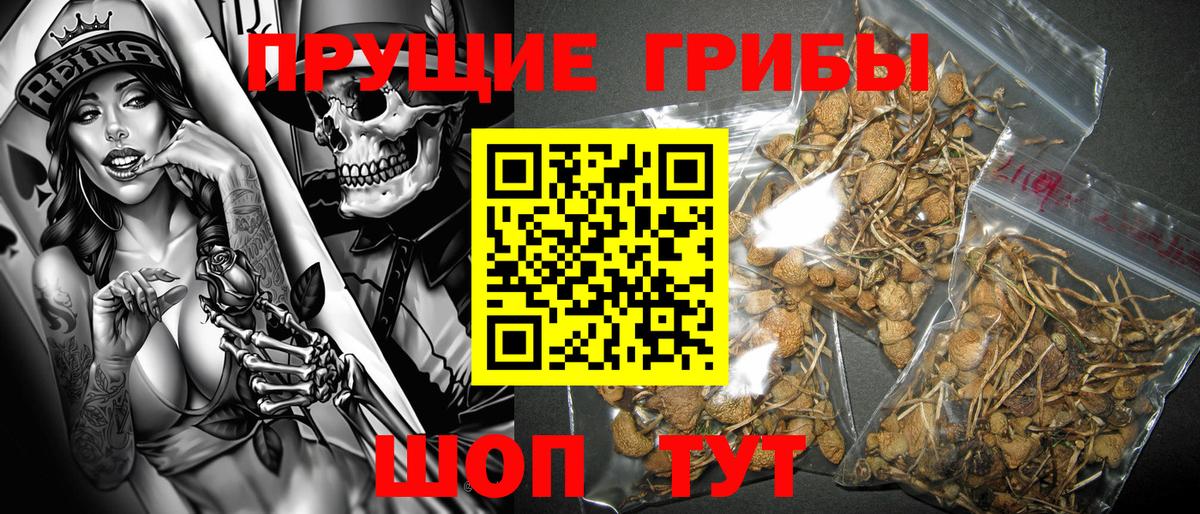 Псилоцибиновые грибы Psilocybe Фрязино