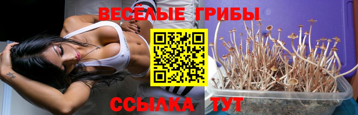 Псилоцибиновые грибы мухоморы  Псилоцибиновые грибы мухоморы  Фрязино  Вход с VPN 